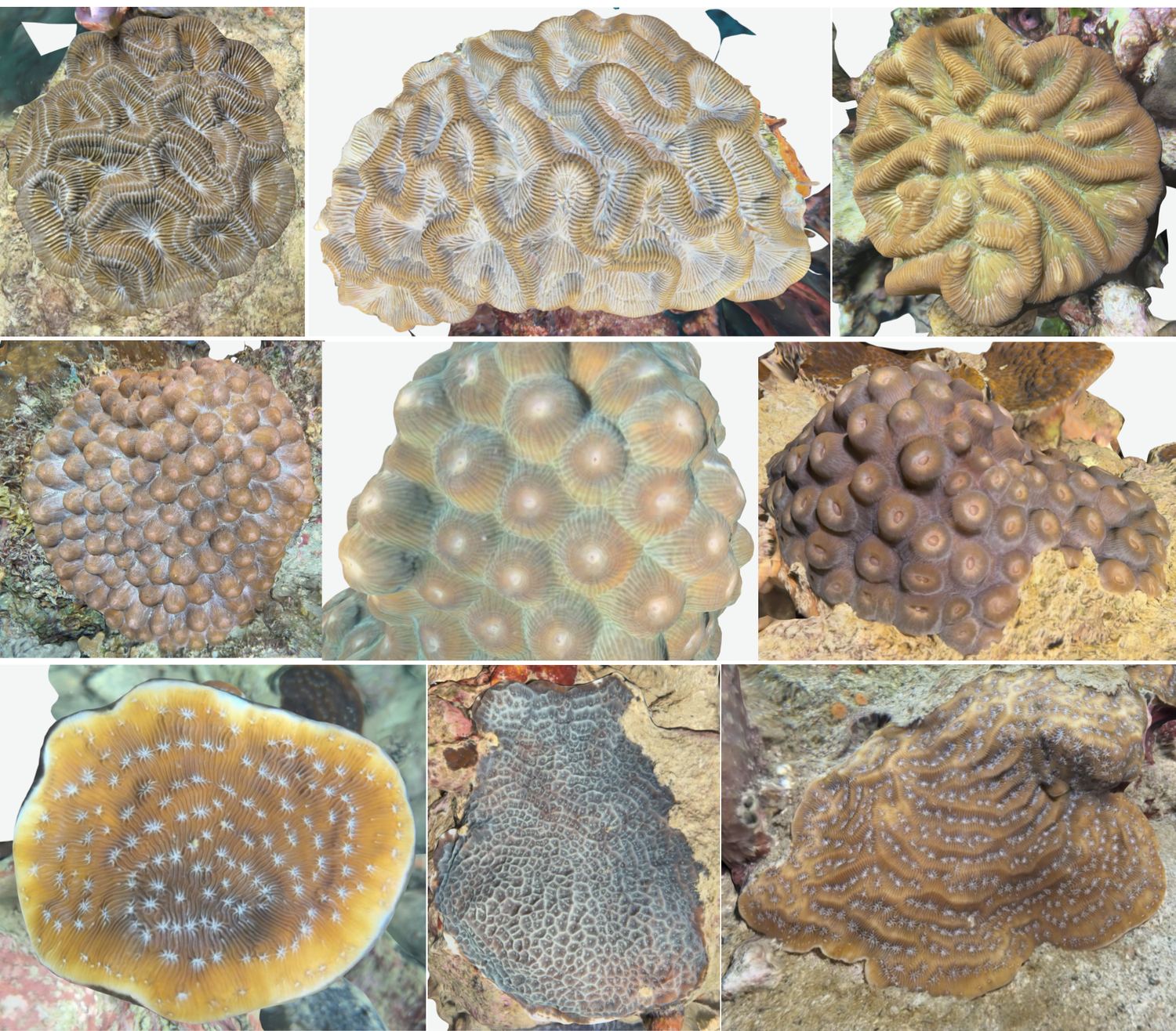 Close-up 3D models of nine coral colonies showing individual polyps