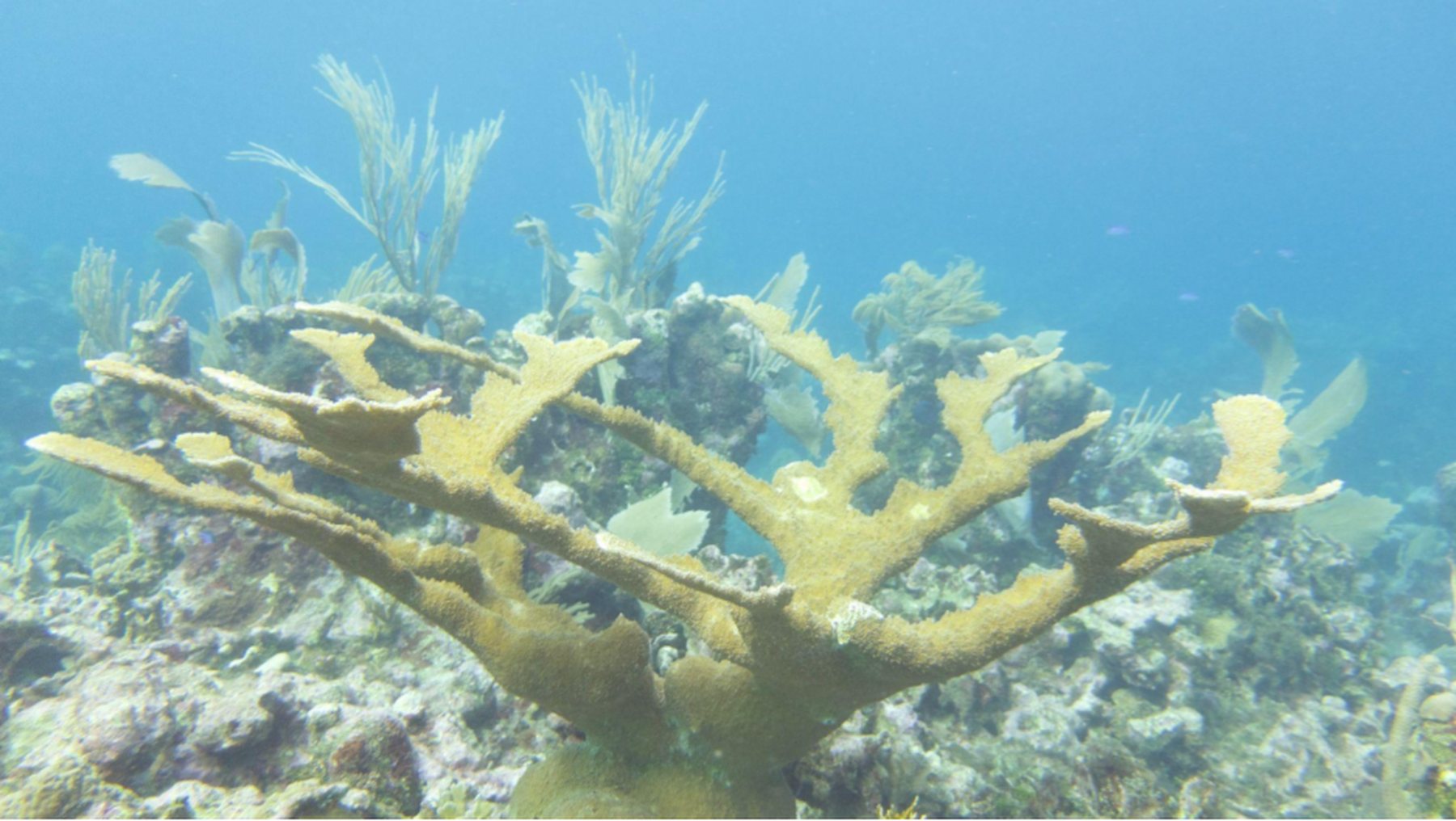 An elkhorn coral colony on a Caribbean reef